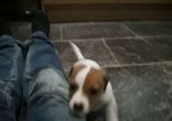My jack russel called Archy