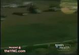 horse-collision
