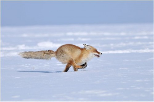 В мире животных