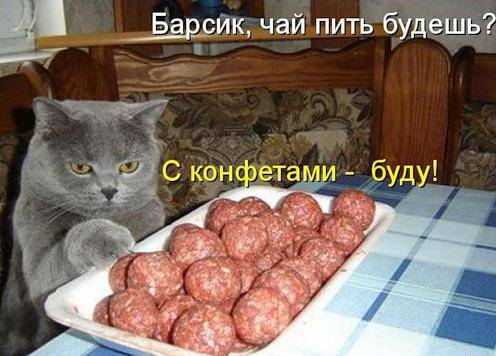 Классные котоматрицы
