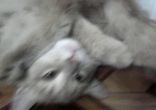 кот кайфует)