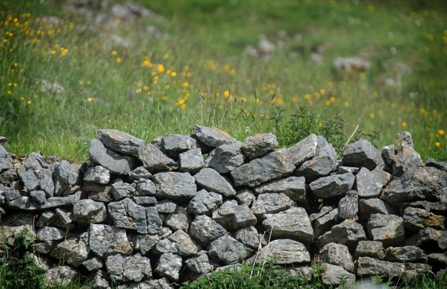 Найди сову. Маскировка: уровень Бог
