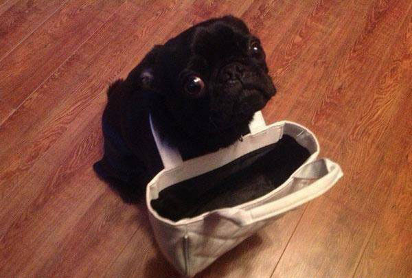 Самые очаровательные воришки