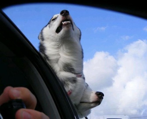 Смешные собаки в машинах