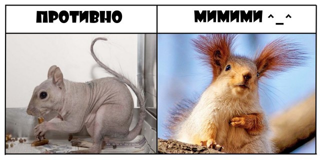 Противно & мимими