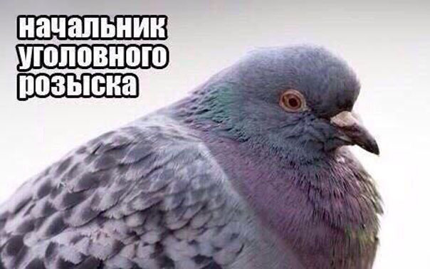 Голуби бывают разные