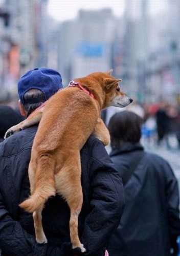 Выходки животных