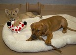 кот или собака кот или собака