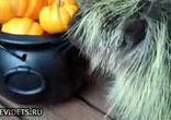 Милый дикобраз ест тыкву