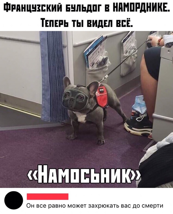 Французский бульдог в наморднике