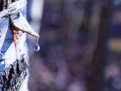 Что можно и нельзя делать на Кирилла Катаника, кто отмечает День ангела 3 апреля