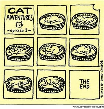 Приключения кошки