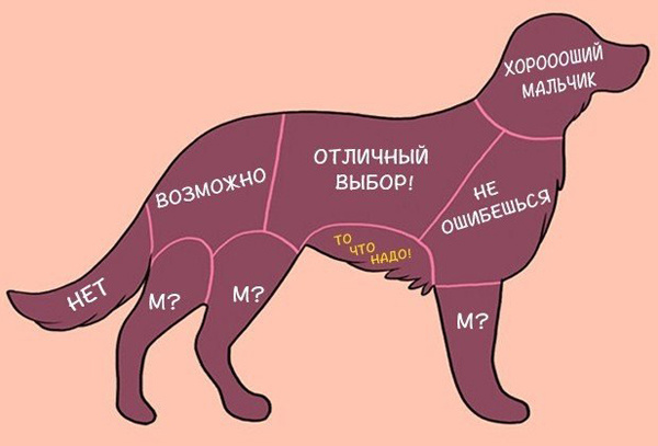 Как правильно гладить животных