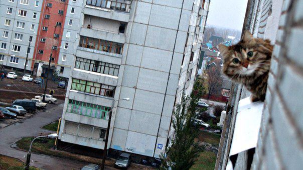 А Муся выйдет погулять?