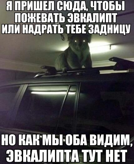 Фото с ночной пандой 