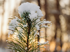 Первый снег в Киеве