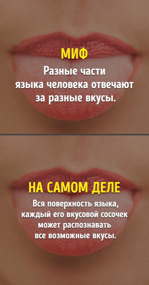 Правда и миф из школьной программы