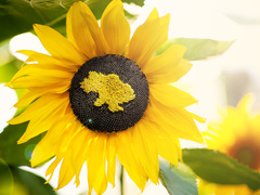 Погода на День Незалежності України