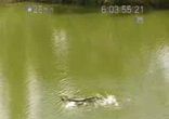 Прыжок в озеро с крокодилами