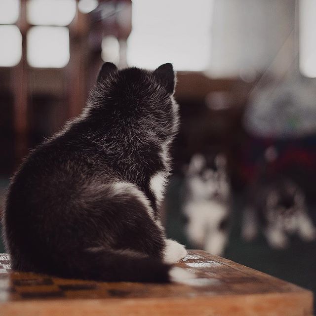 Цуценята Хаскі