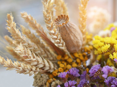 маковійчик