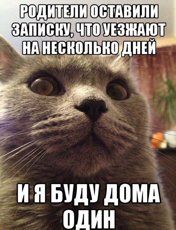 Скачать прикольные и красивые картинки: Прикольная подборка мемов "Котэ  один дома" на fun.tochka.net