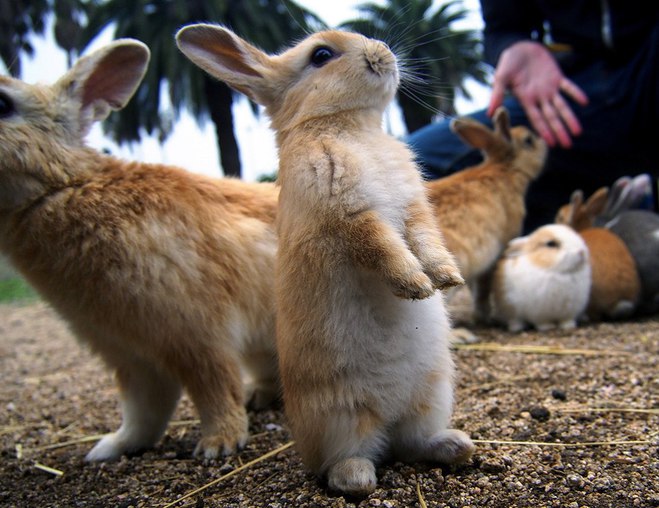 Окуносіма: острів кроликів у Японії