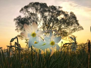 Долина нарциссов