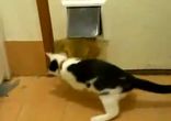 Кот не пропускает в дом пса