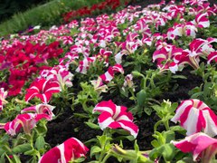 В центре Киева появится настоящее цветочное сафари