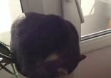 Кот спит в цветочном горшке