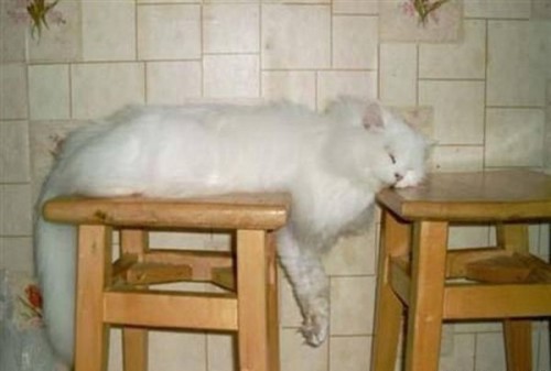 Вездесущие коты