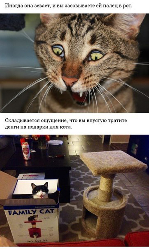 Если у вас кот