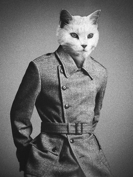 Подборка крутых котэ