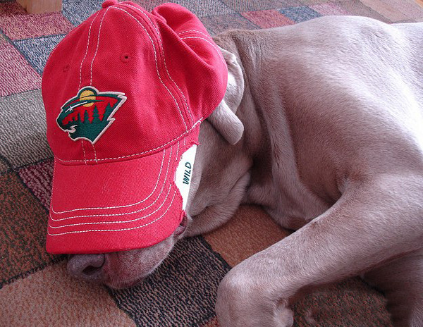 Тяжелое собачье утро