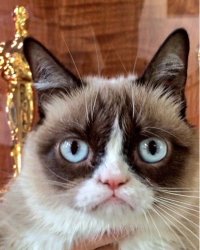 Вечно недовольный кот Grumpy Cat