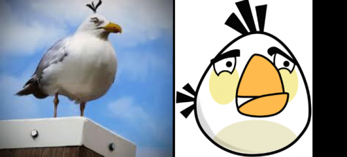 Angry Birds существуют!