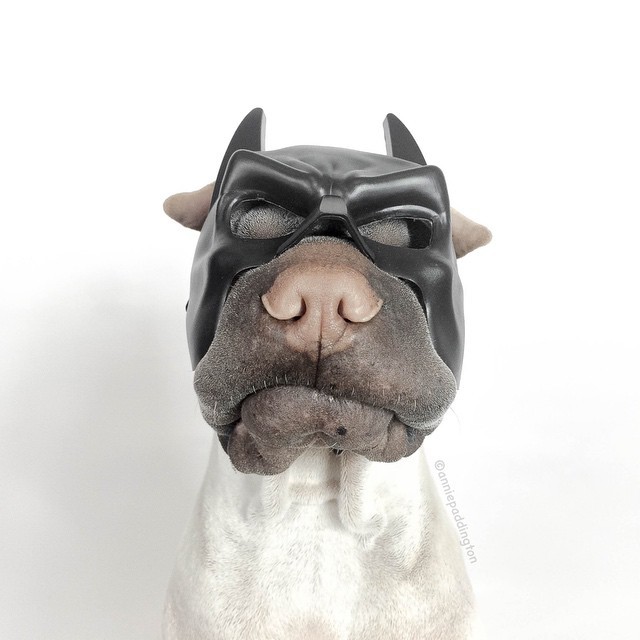 Шарпей Паддингтон