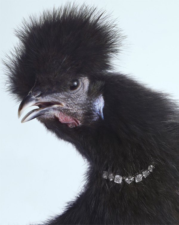 Гламурные цыпочки