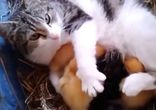 Многодетная мамаша - котята и утята