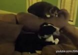 Собаки отчаянно пытаются подружиться с котами