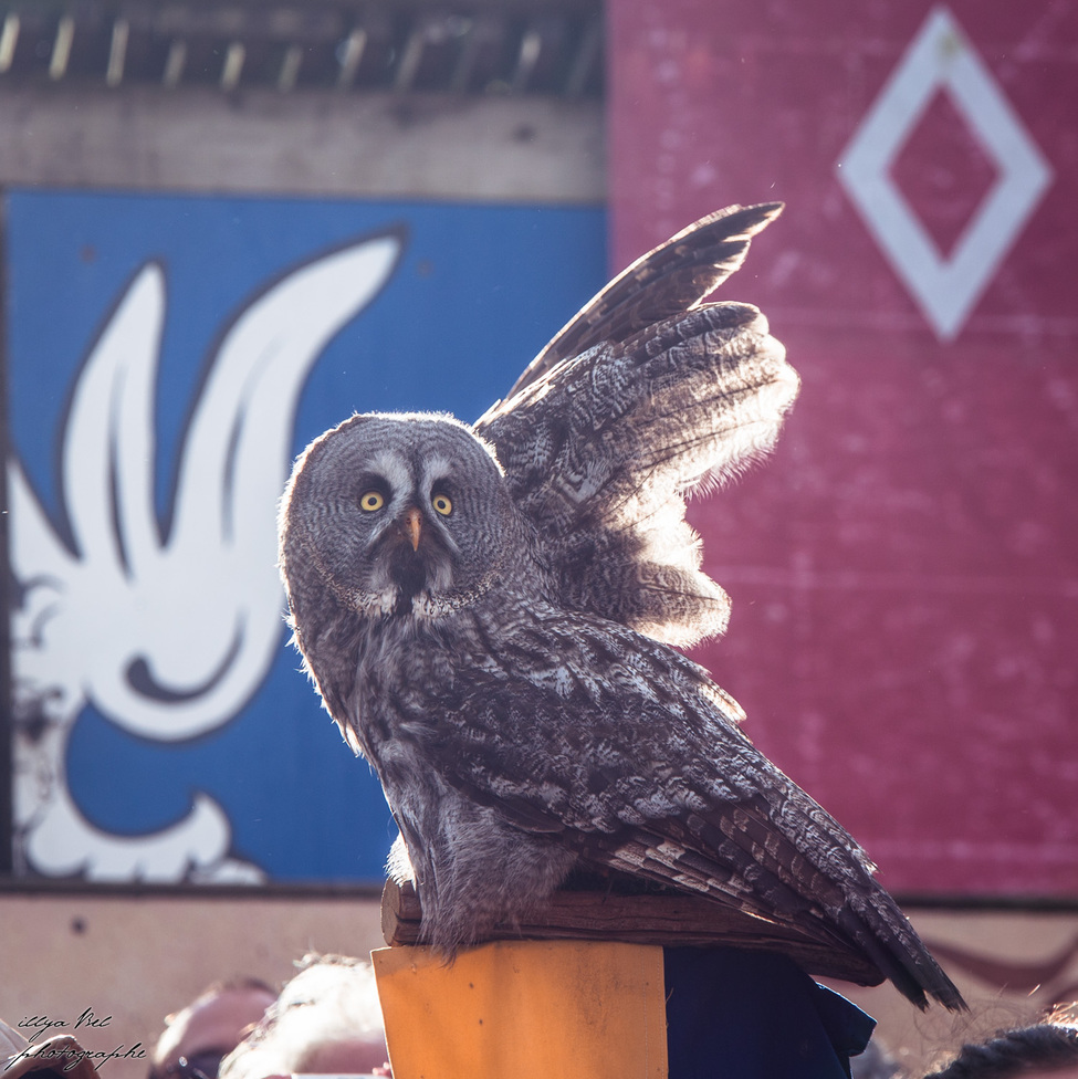 Бал птиц Фантомов (Le Bal des Oiseaux Fantômes)