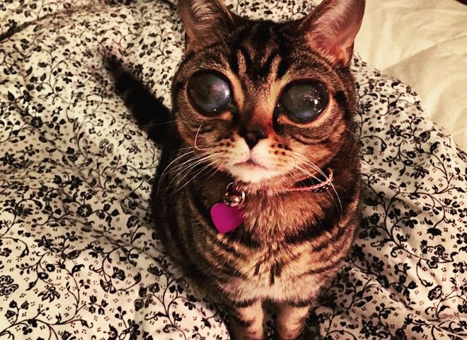 Кішка-інопланетянка, яка "підірвала" Інтернет