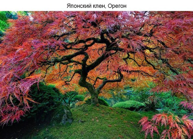 ТОП 10 самых красивых деревьев на планете