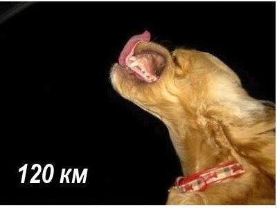 Собака которая любит скорость