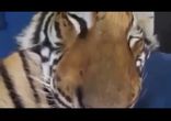 Погладь котика )