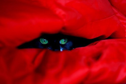 Коты в засаде