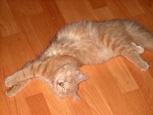 Ленивые животные