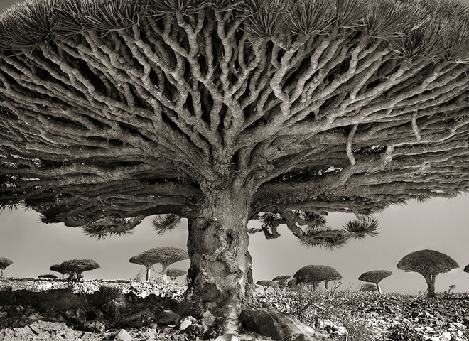 Самые древние деревья мира
