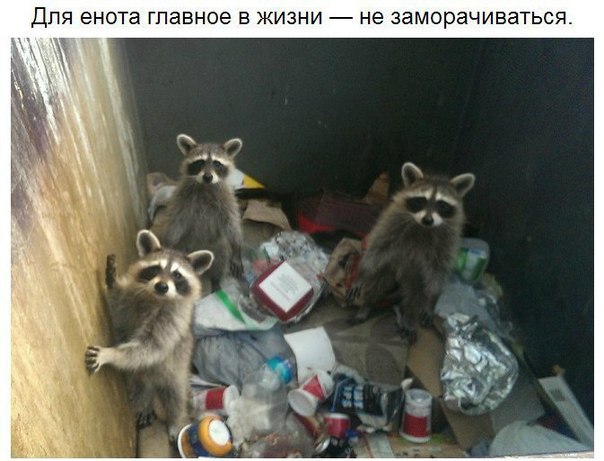 10 принципов жизни енота